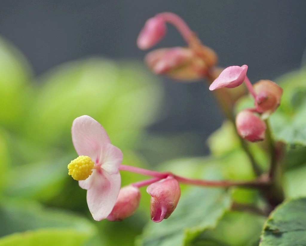「秋海棠　西瓜の色に　咲きにけり」 松尾芭蕉