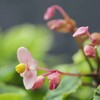 「秋海棠　西瓜の色に　咲きにけり」 松尾芭蕉