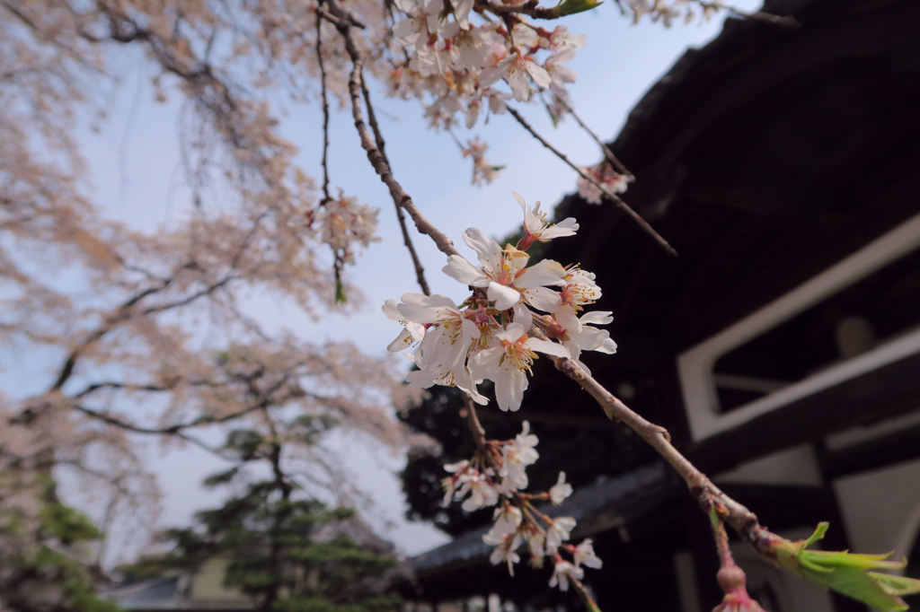 香積院のしだれ桜
