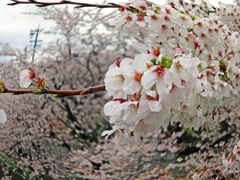 桜トルネード