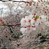 桜トルネード