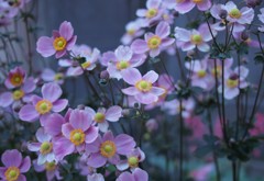 秋明菊