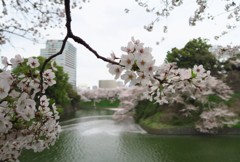 千鳥が淵の桜