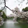 千鳥が淵の桜