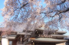 香積院の枝垂れ桜