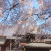 香積院の枝垂れ桜
