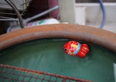 死なない金魚