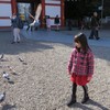 孫と鳩