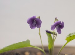 スミレはやっぱり菫色がいい！