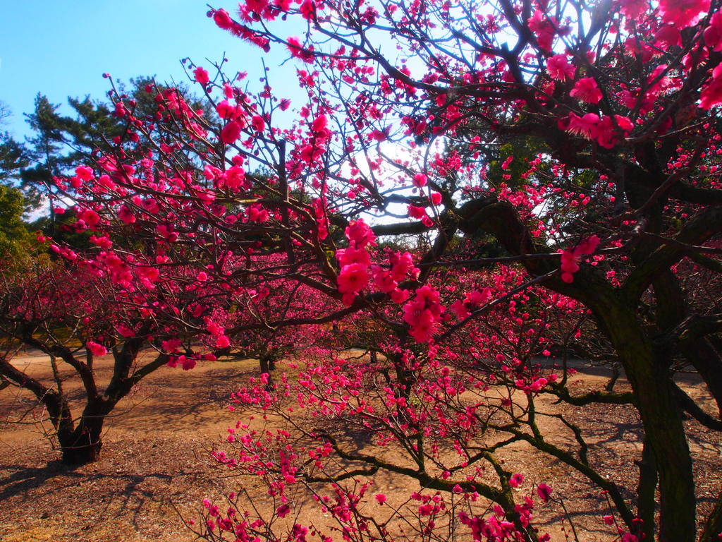 栗林公園にて