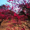 栗林公園にて