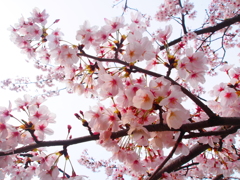 満開＋葉桜