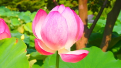 極楽浄土