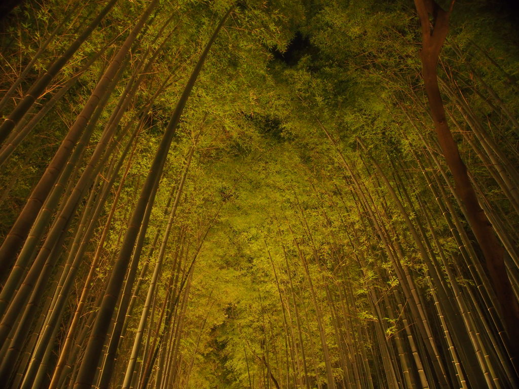 竹林の小径