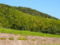 練習　夏の田舎２
