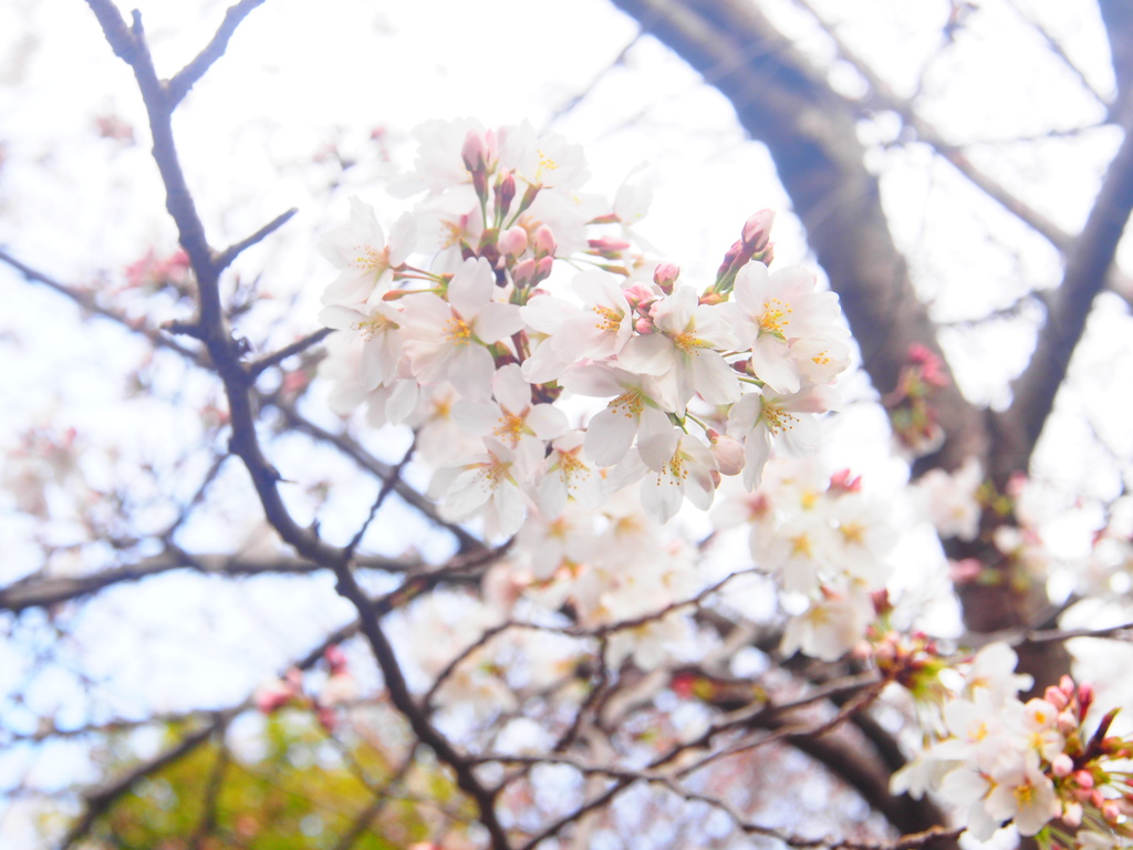 桜さん