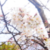 桜さん