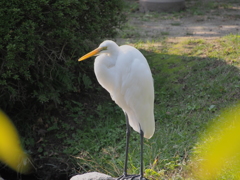 鳥さん
