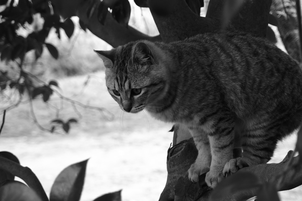 猫