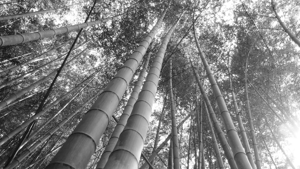 竹林