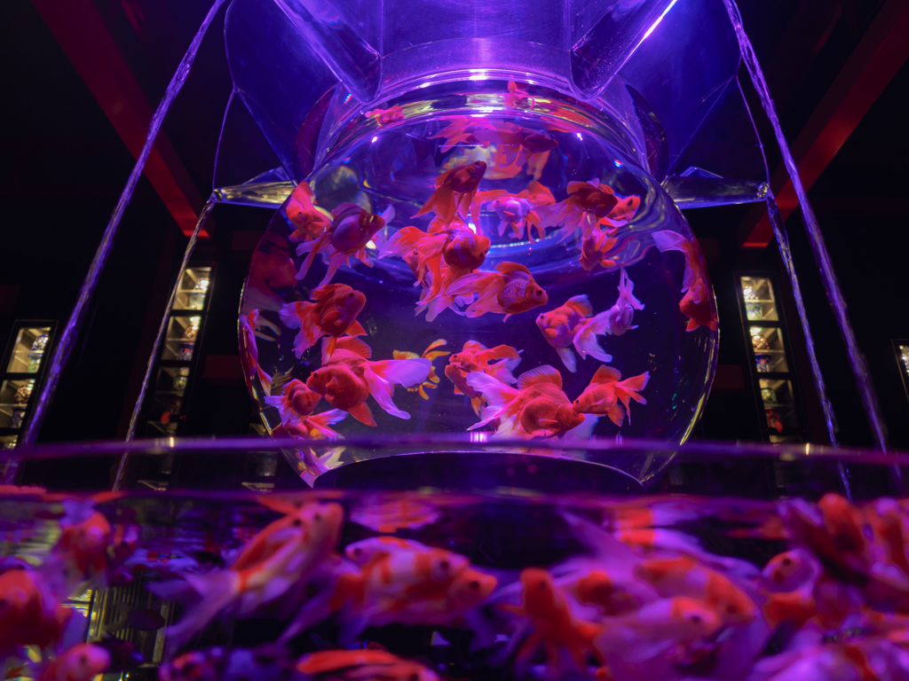 金魚祭