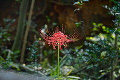 曼珠沙華
