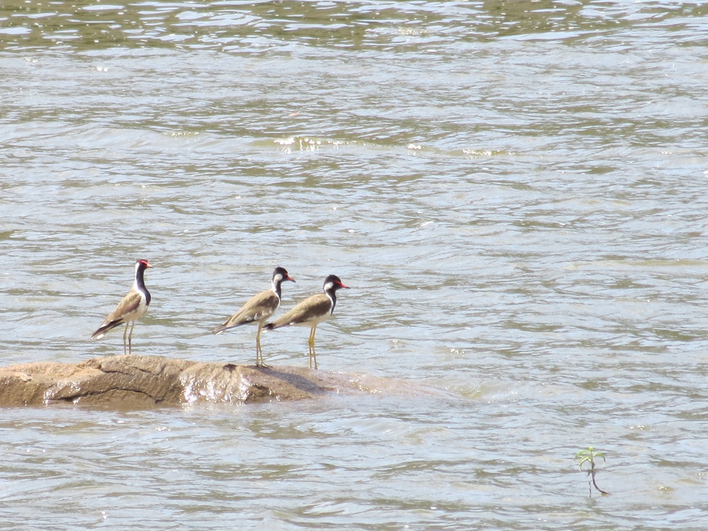 IMG_2486