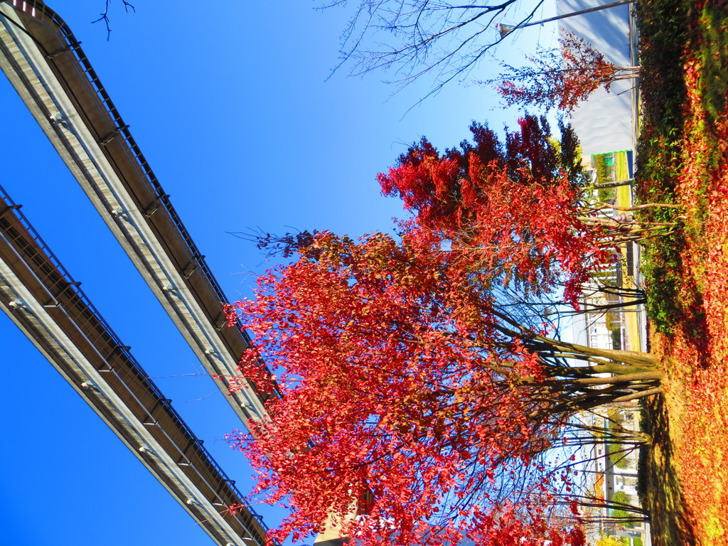 紅葉とモノレール