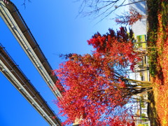 紅葉とモノレール