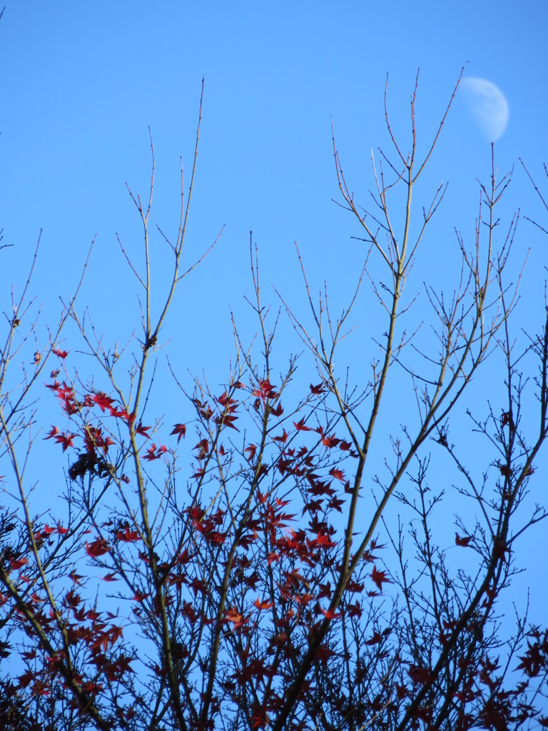 紅葉とうっすら月