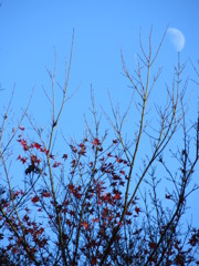 紅葉とうっすら月