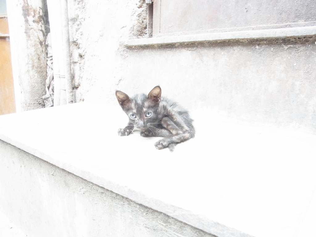 子猫