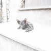 子猫
