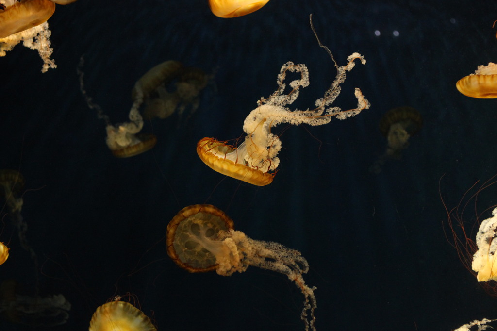 海月