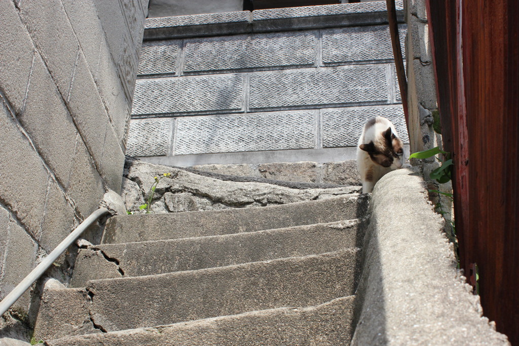 見上げると猫