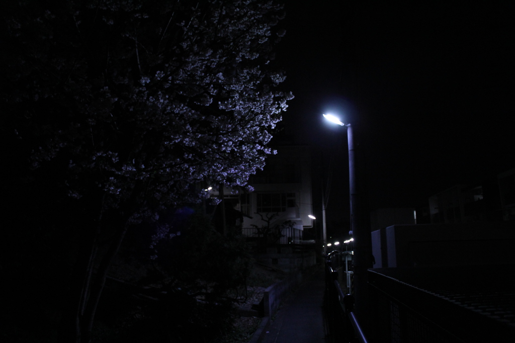 路地裏のお花見スポット