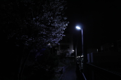 路地裏のお花見スポット