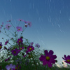 星空コスモス