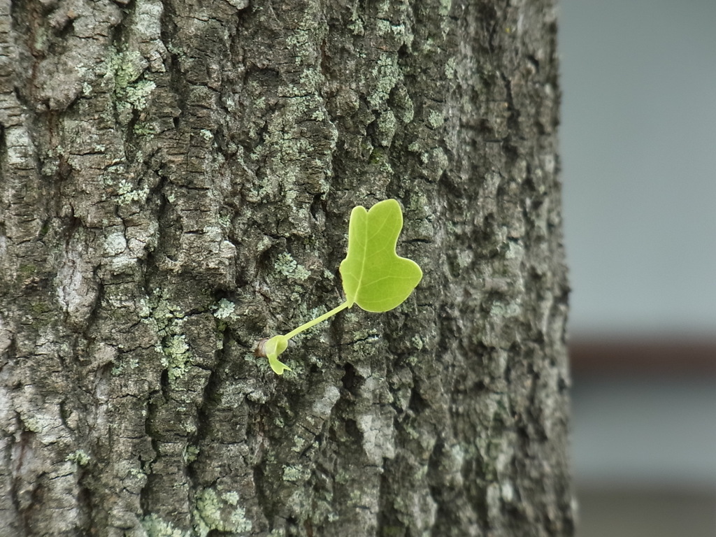 ちょろっと生えてた