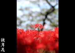 IMG_0358