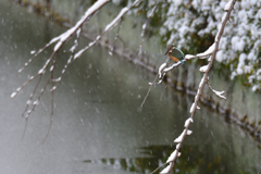 DSC_5447_00030_00001