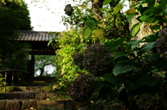 IMGP2533