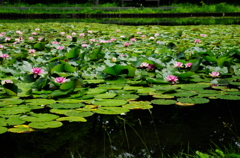 IMGP0877