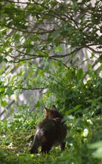 ねこ