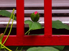 あか