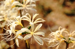 ただの花
