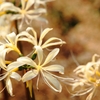 ただの花