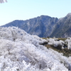 満開