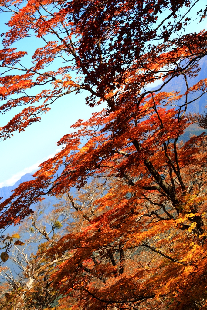 空と紅葉と