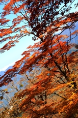 空と紅葉と